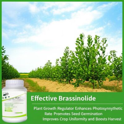 Effective Brassinolide Plant Growth Regulator Enhances Photosynthetic Rate Promotes Seed Germination Improves Crop Uniformity and Boosts Harvest